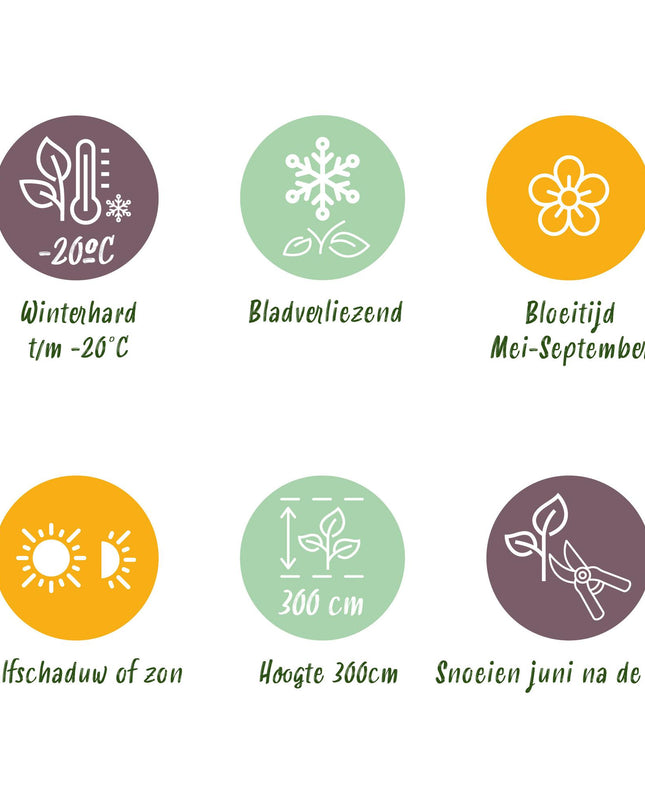 Klimplant - 4 planten - Clematis Rainbow - Bloem Roze Wit Paars Rood - Weinig onderhoud - Pot 11cm Hoogte 40cm