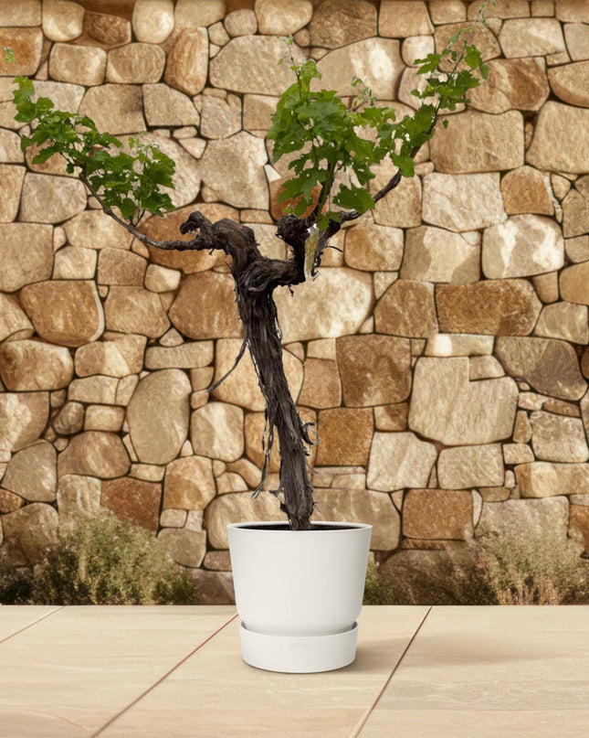 Druivenboom (Vitis Vinifera) stam vertakt - 220cm - ø55