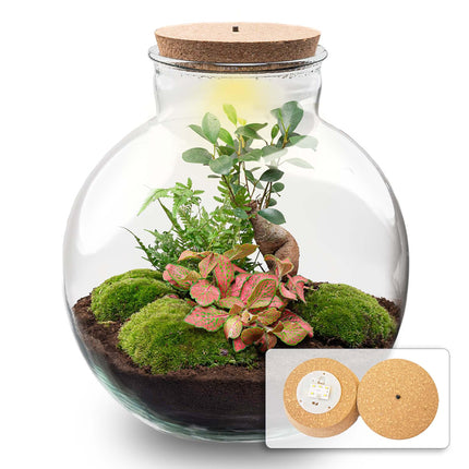 DIY Planten terrarium met licht - Bolder Bob Bonsai - Ø 31 cm ↕ 30 cm
