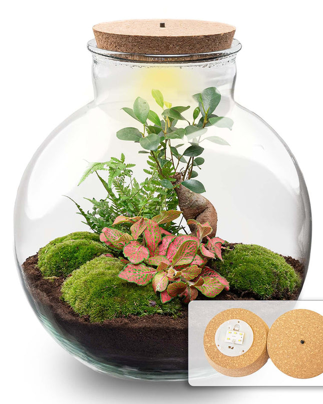 DIY Planten terrarium met licht - Bolder Bob Bonsai - Ø 31 cm ↕ 30 cm