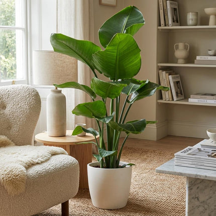 Strelitzia Nicolai con maceta Potter blanca - 80 cm - Ø21