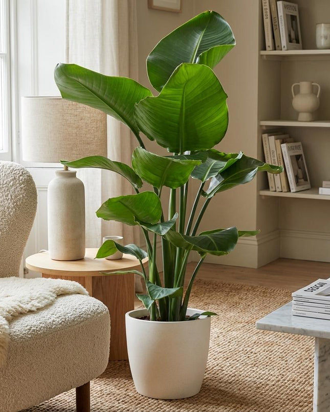Strelitzia Nicolai con maceta Potter blanca - 80 cm - Ø21