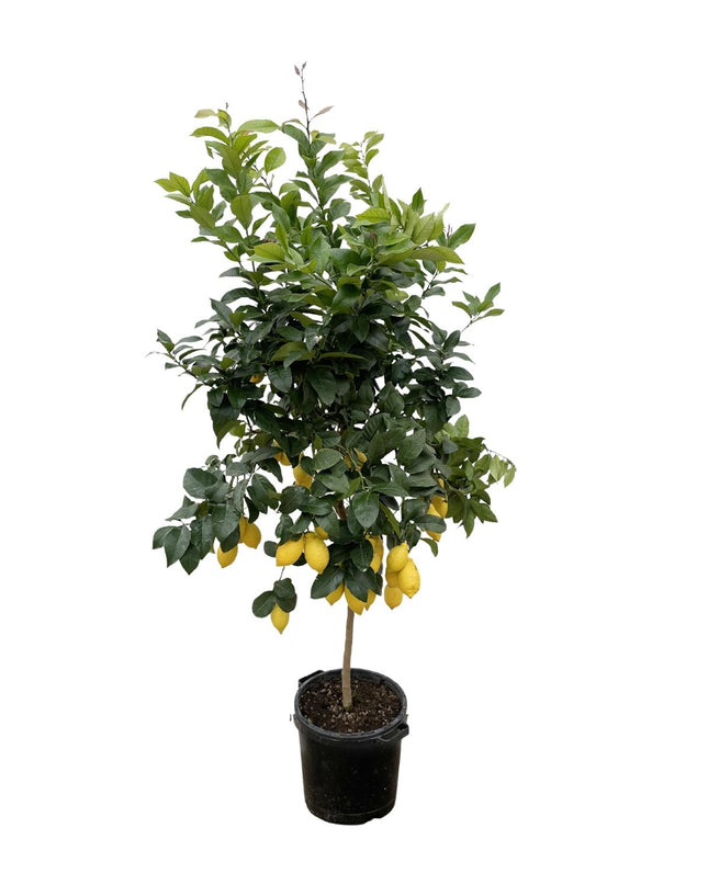 Citrus Lemon - 200cm - ø40