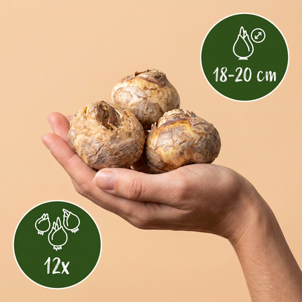 12x Fritillaria Imperialis Mix – Kaiserkronen-Mix – Verschiedene – Frühjahrsblüher – Zwiebelgröße 18/20