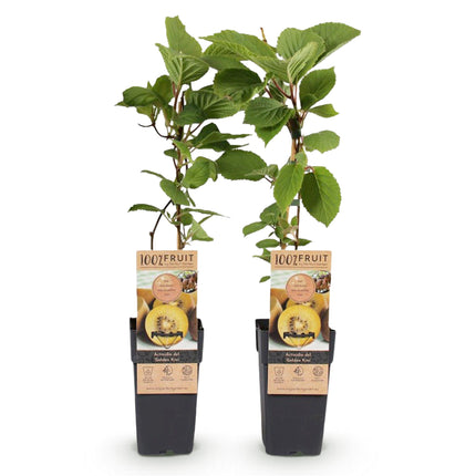 Gele Kiwi Fruitplant - 2 planten - Actinidia deliciosa Golden Kiwi - Gele Vrucht - Pot 15cm Hoogte 50cm