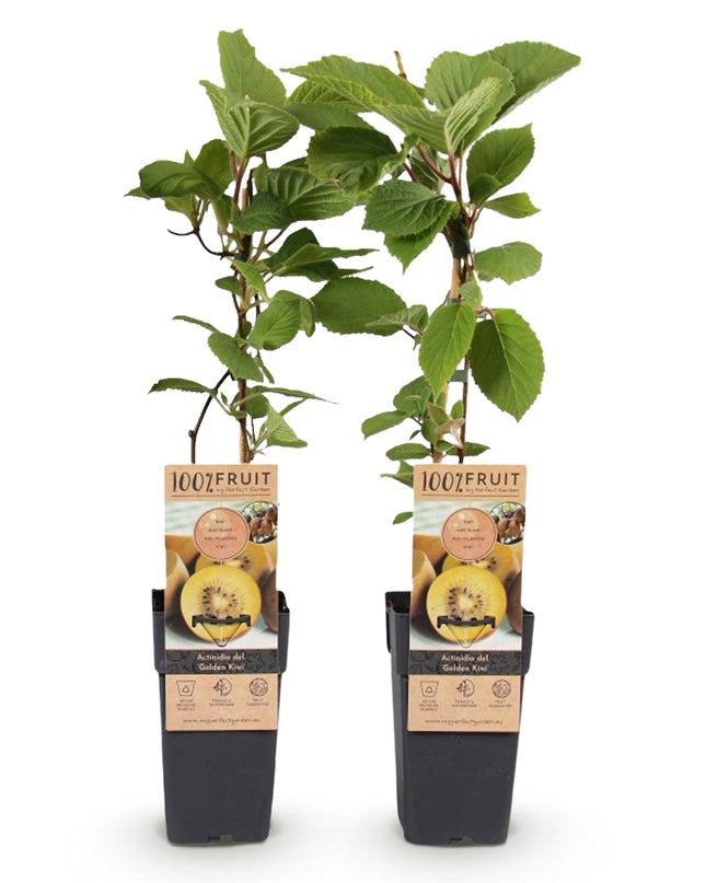 Gele Kiwi Fruitplant - 2 planten - Actinidia deliciosa Golden Kiwi - Gele Vrucht - Pot 15cm Hoogte 50cm