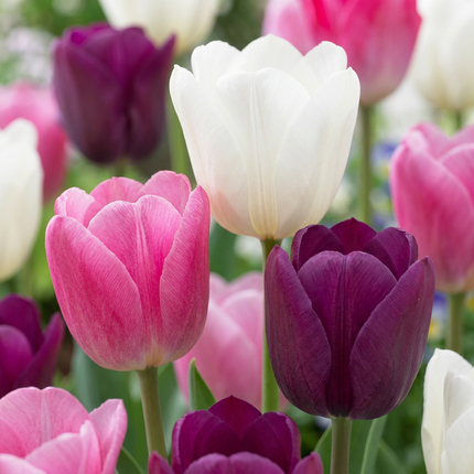 24x Tulipa miscela pastello - Mix di tulipani pastello - Vari - Fioritura primaverile - Calibro del bulbo 11/12