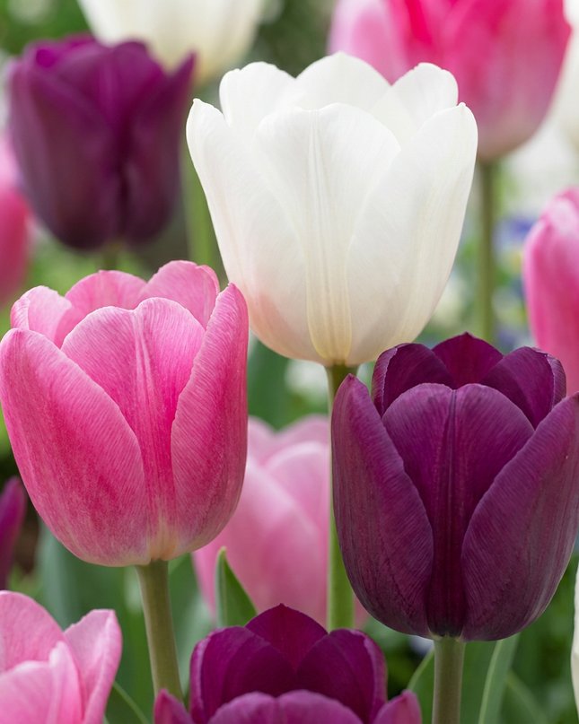 24x Tulipa Pastel mix - Mezcla de tulipanes pastel - Varios - Floración primaveral - Calibre del bulbo 11/12