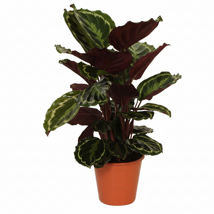 Calathea Medaillon - Ø19cm - ↕75cm