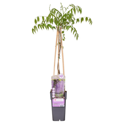 Paarse regen - Wisteria floribunda 'Naga Noda' - Ø15cm - ↕65cm