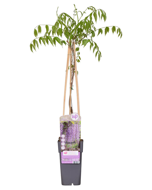 Paarse regen - Wisteria floribunda 'Naga Noda' - Ø15cm - ↕65cm