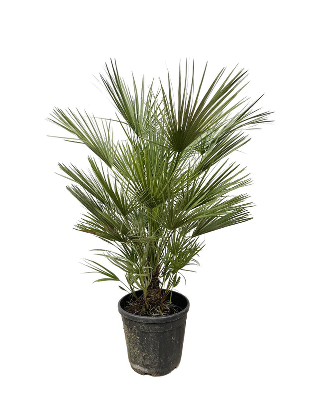Chamaerops Humilis - 150cm- ø30