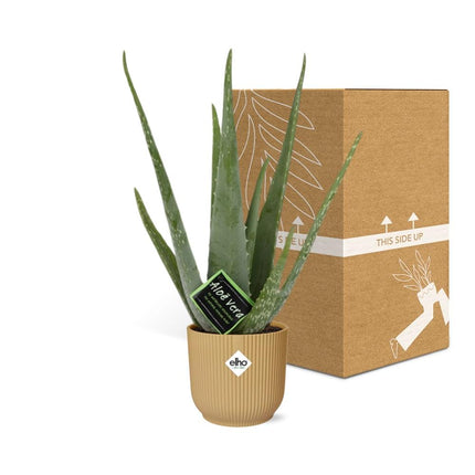 Aloe Vera 12cm incl. pot ELHO Vibes Fold 14cm geel