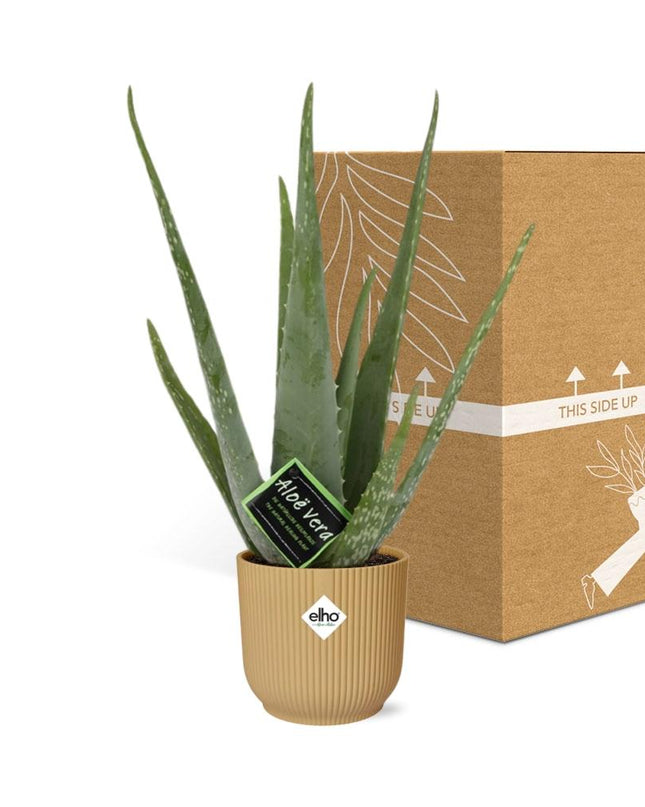 Aloe Vera 12cm incl. pot ELHO Vibes Fold 14cm geel