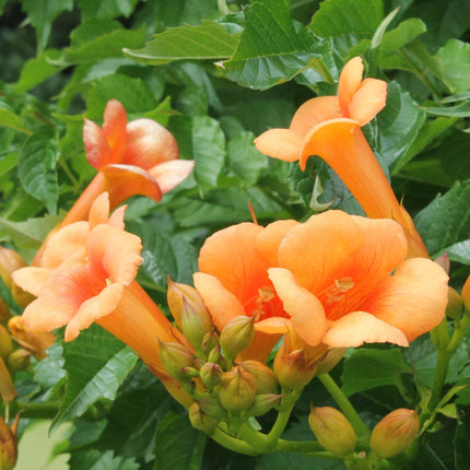 Campsis Indian Summer - Trompetbloem Oranje - Ø15cm - ↕65cm - Ø15 - ↨65cm