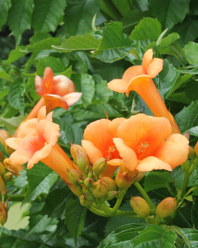 Campsis Indian Summer - Trompetbloem Oranje - Ø15cm - ↕65cm - Ø15 - ↨65cm