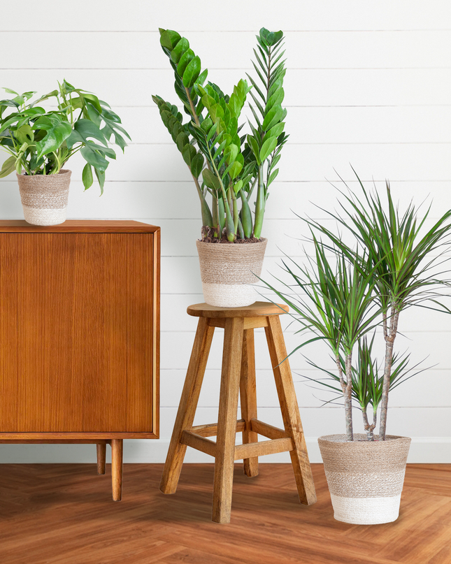 Plantenbox Schaduw - 3 planten - incl. mand jute wit