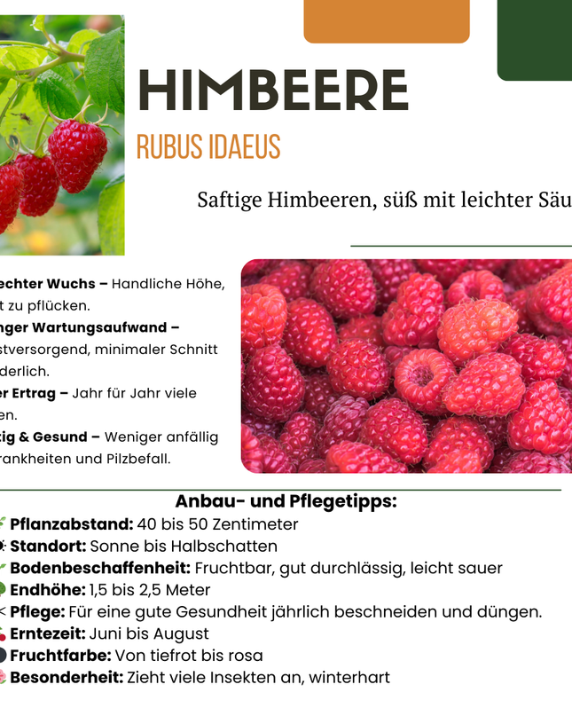 Mix di piante da frutto BIO 5 pezzi - Lampone/ Ribes/ Mirtillo/ Uva/ Mora