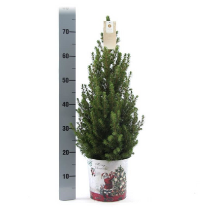Kleine Kerstboom in Kerstmis sierpot - 70 cm - Picea Glauca Conica