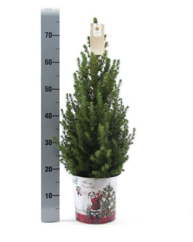 Kleine Kerstboom in Kerstmis sierpot - 70 cm - Picea Glauca Conica