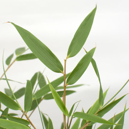 Fargesia rufa - Niet woekerende bamboe - Ø29cm - ↕80cm - Ø19 - ↨60cm