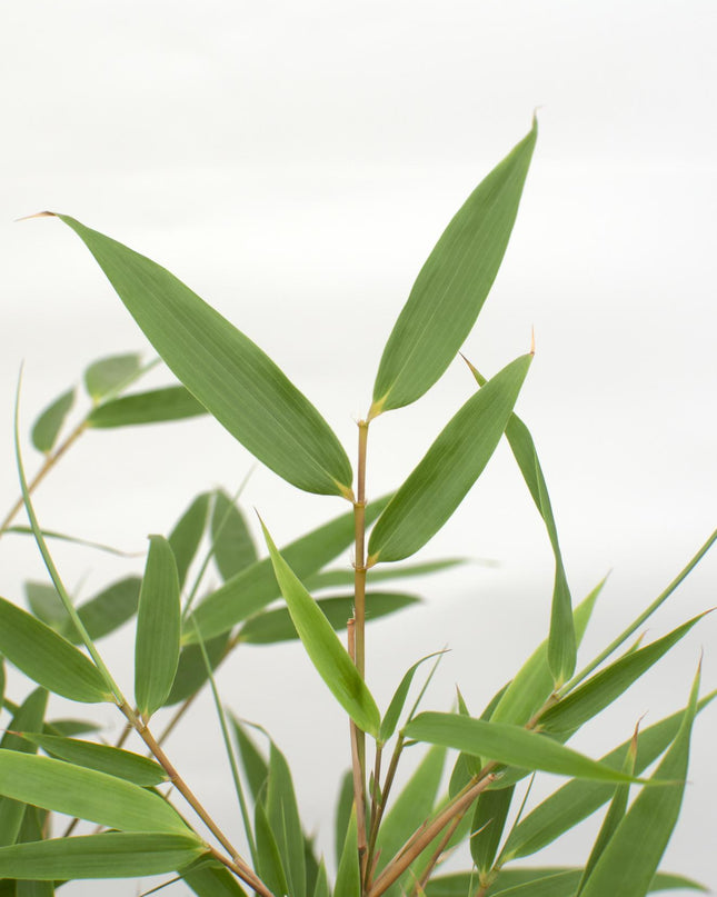 Fargesia rufa - Niet woekerende bamboe - Ø29cm - ↕80cm - Ø19 - ↨60cm