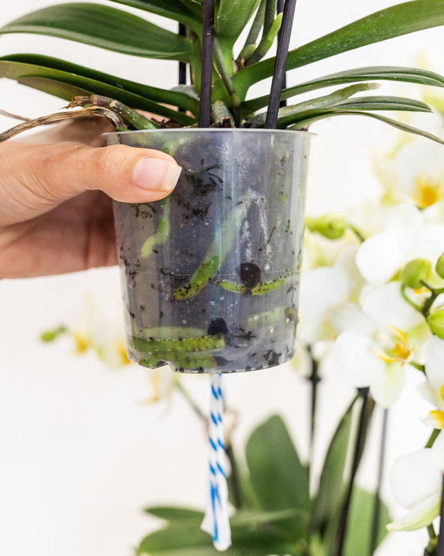 Kolibri Orchids | witte orchideeënset in Reed Basket incl. waterreservoir | drie gebogen witte orchideeën Niagara Fall 12cm | Mono Bouquet wit met zelfvoorzienend waterreservoir