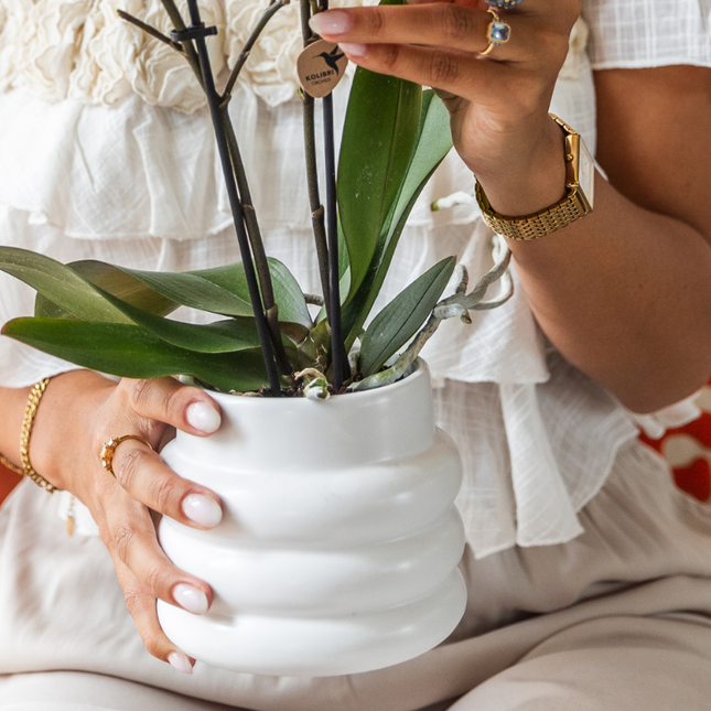 Set regalo Large White | orchidea Gibraltar Ø9cm + piante verdi – incl. vasi decorativi, supporto & vassoio in vimini – fresco dal coltivatore