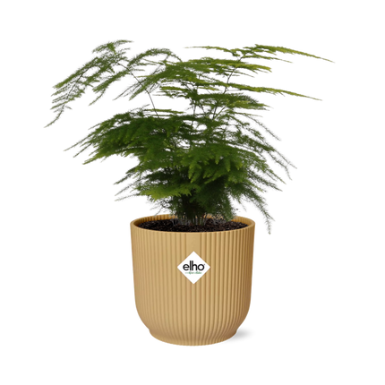 Asparagus Setaceus ‘Plumosus’ incl. pot ELHO Vibes Fold 14cm geel