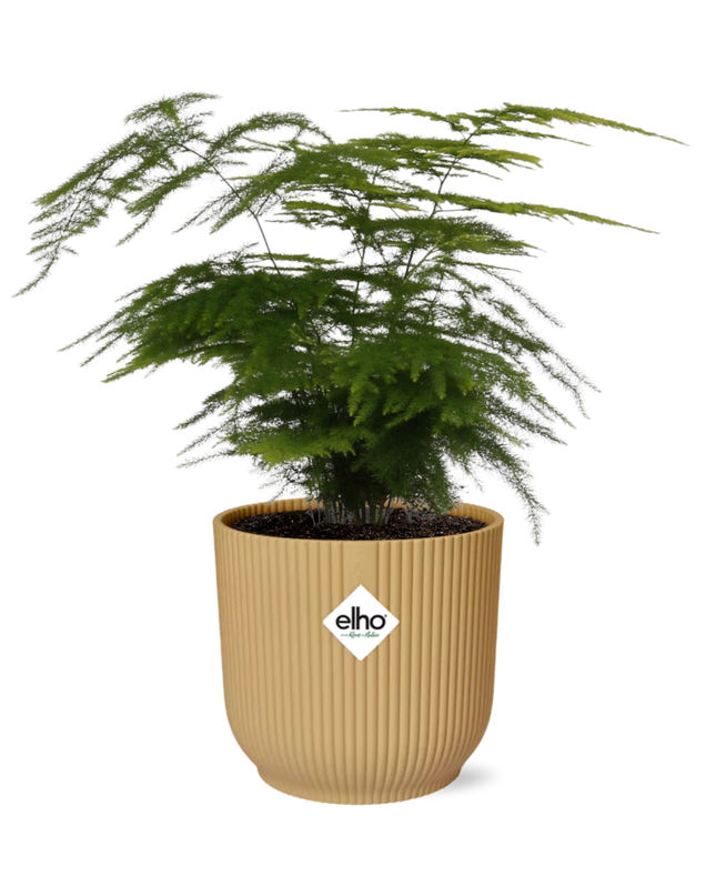 Asparagus Setaceus ‘Plumosus’ incl. pot ELHO Vibes Fold 14cm geel