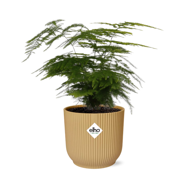 Asparagus Setaceus ‘Plumosus’ incl. pot ELHO Vibes Fold 14cm geel