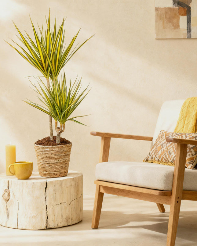 Dracaena Sunray - Albero del Sangue di Drago + cesta - Vaso 21cm - Altezza 90-100cm