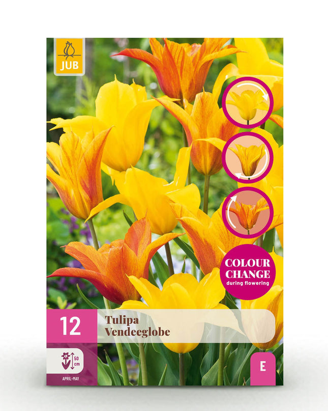 Bloembollen - Tulp Vendeeglobe - Kleur Geel - 12 stuks - Bolmaat 11/12 - XXL Pack