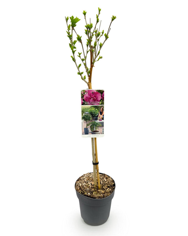 Ibisco siriano Magenta Chiffon® - Deciduo - Resistente all'inverno - Fiore rosa - Vaso 19 cm Altezza 90 cm