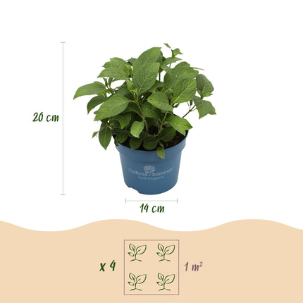 Hortensia Paars - Hydrangea Endles Summer Summer Love Purple - 8 Planten - Pot 14cm - Hoogte 20-25cm