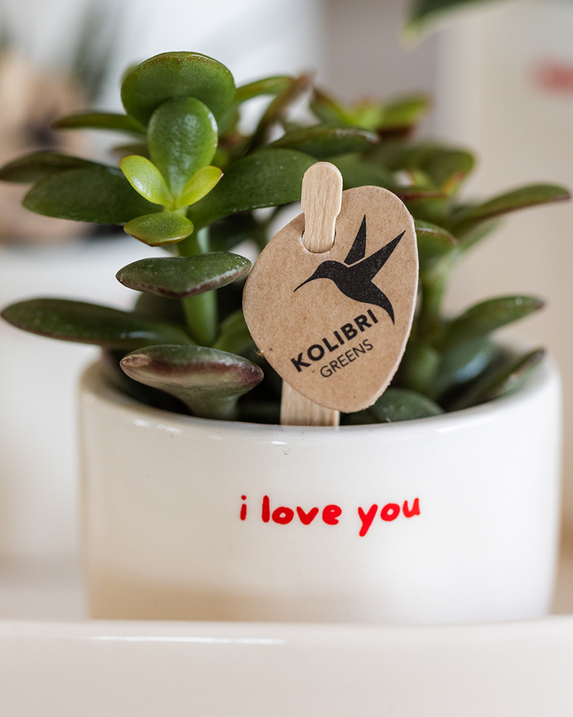 Orchid | Gift set 'love you' | Red Phalaenopsis orchid Congo with green plant in love decorative pots on Cloud plate