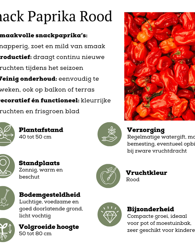 Red Harvest Vegetable Mix of 3 Plants - Cherry Tomato - Red Snack Pepper - Red Hot Pepper Plant - Ø 14 cm - ↨ 45 cm