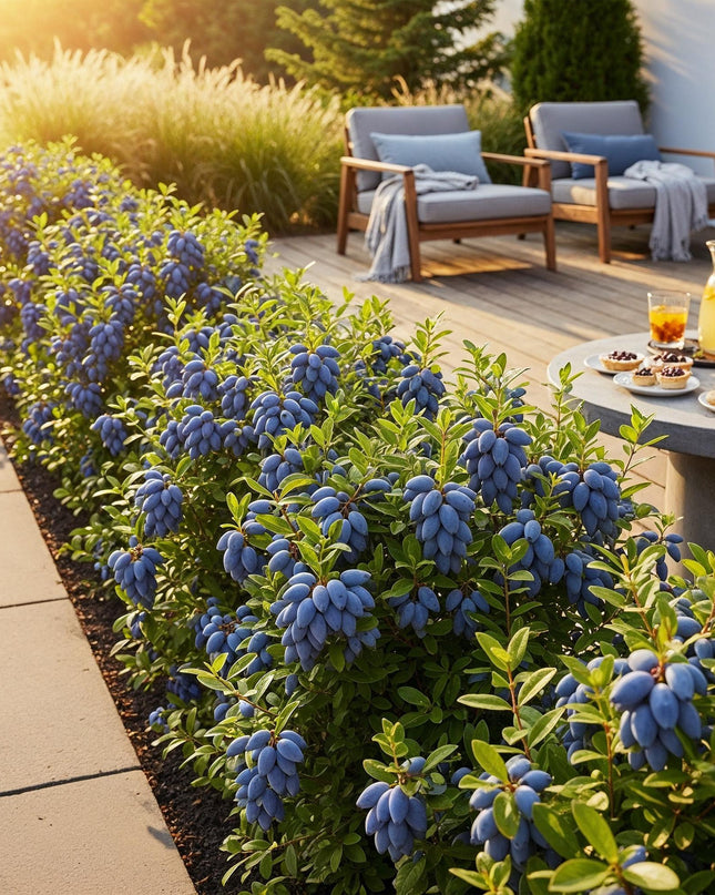 Honeyberry Fruit Plants - 6 Plants - Lonicera caerulea Kamtschatica - Hardy in Winter - Pot 9 cm - Blue Berry