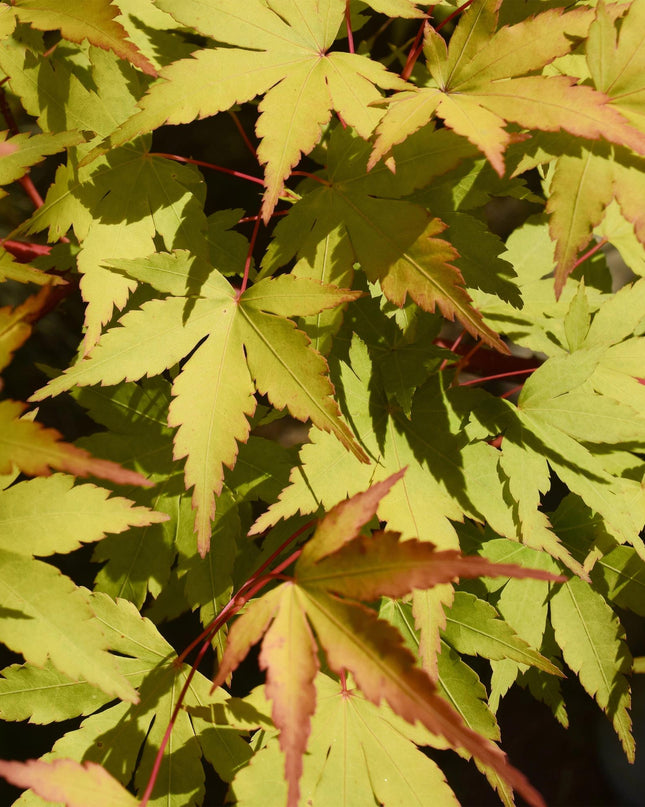 Acero giapponese - Acer palmatum Summergold - Giallo - 2 pezzi - Vaso 19 cm Altezza 70 cm