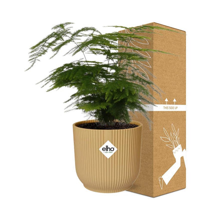 Asparagus Setaceus ‘Plumosus’ incl. pot ELHO Vibes Fold 14cm geel