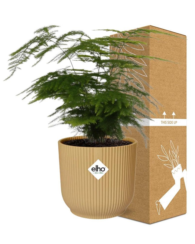 Asparagus Setaceus ‘Plumosus’ incl. pot ELHO Vibes Fold 14cm geel