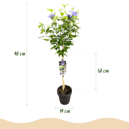 Hibiscus syriacus Blue Chiffon® - Plant op stam - Bladverliezend - Weinig Onderhoud - Pot 19cm Hoogte 90cm