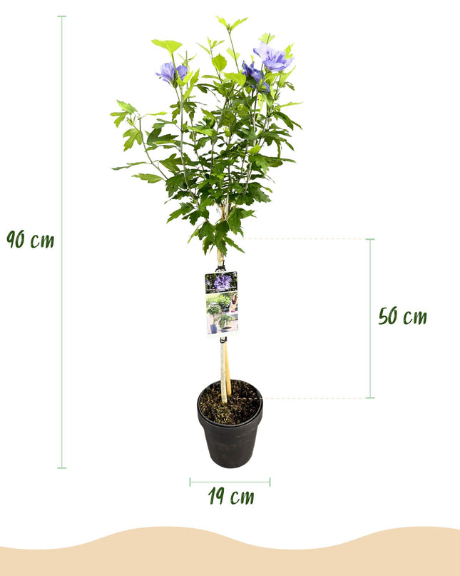 Ibisco siriano Blue Chiffon® - Pianta a fusto - Decidua - Poco Manutenzione - Vaso 19cm Altezza 90cm