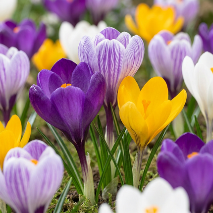 240x Crocus Large Flowering Mix - Grootbloemige krokus mix - Diversen - Voorjaarsbloeier - Bolmaat 7/8