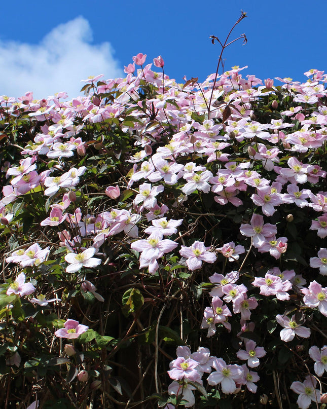 Klimplanten Rainbow - 4 planten - Clematis montana Rubens  Hedera helix lonicera Goldflame Campsis madame Galen   - Jaarrond kleur - Pot 11cm Hoogte 40cm
