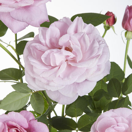 Rosa Crazy in love 'Pink' - Roze Roos - Ø15cm - ↕65cm