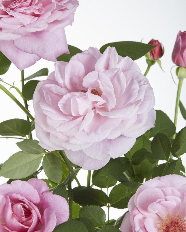 Rosa Crazy in love 'Pink' - Roze Roos - Ø15cm - ↕65cm