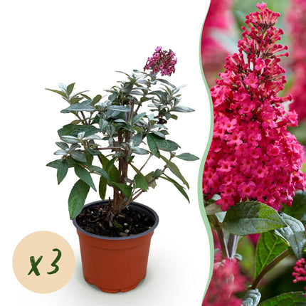 Arbusto de mariposas rojo - 3 plantas - Buddleja davidii Butterfly Candy Little Ruby - Maceta 12cm - Altura 20-25cm