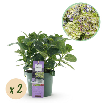 Hortensia Blauw - Hydrangea Magical Jewel Blue - 2 Planten - Pot 23cm Hoogte 55cm