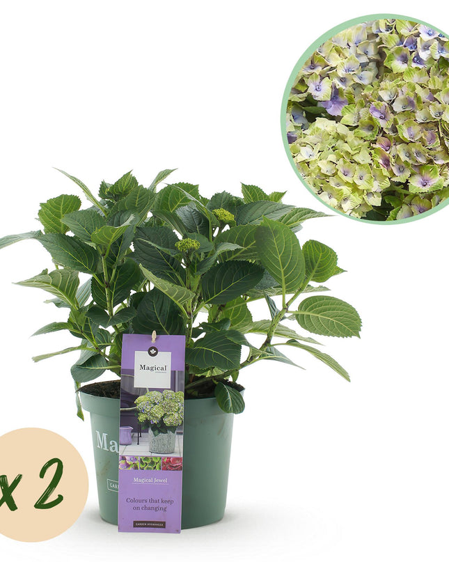 Hortensia Blauw - Hydrangea Magical Jewel Blue - 2 Planten - Pot 23cm Hoogte 55cm